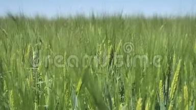 有机绿小麦大穗在除草剂和化肥处理前的背景，为一个大的。